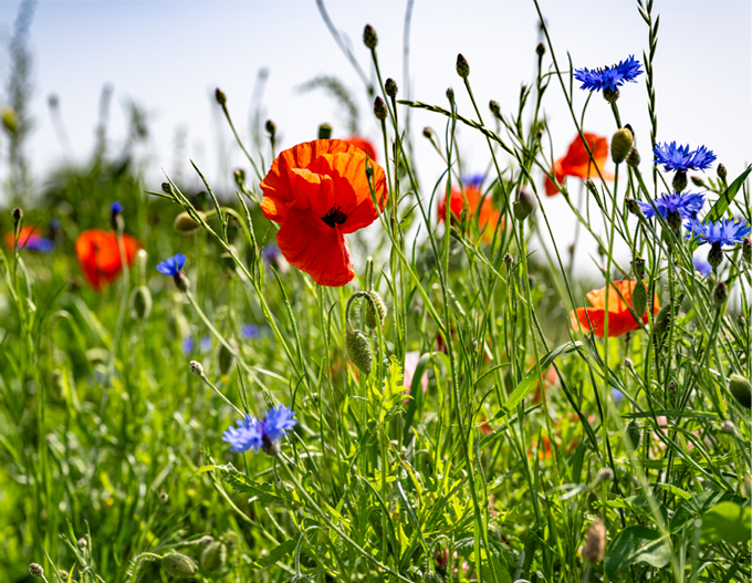 Grünflächen gestalten Grünflächen gestalten