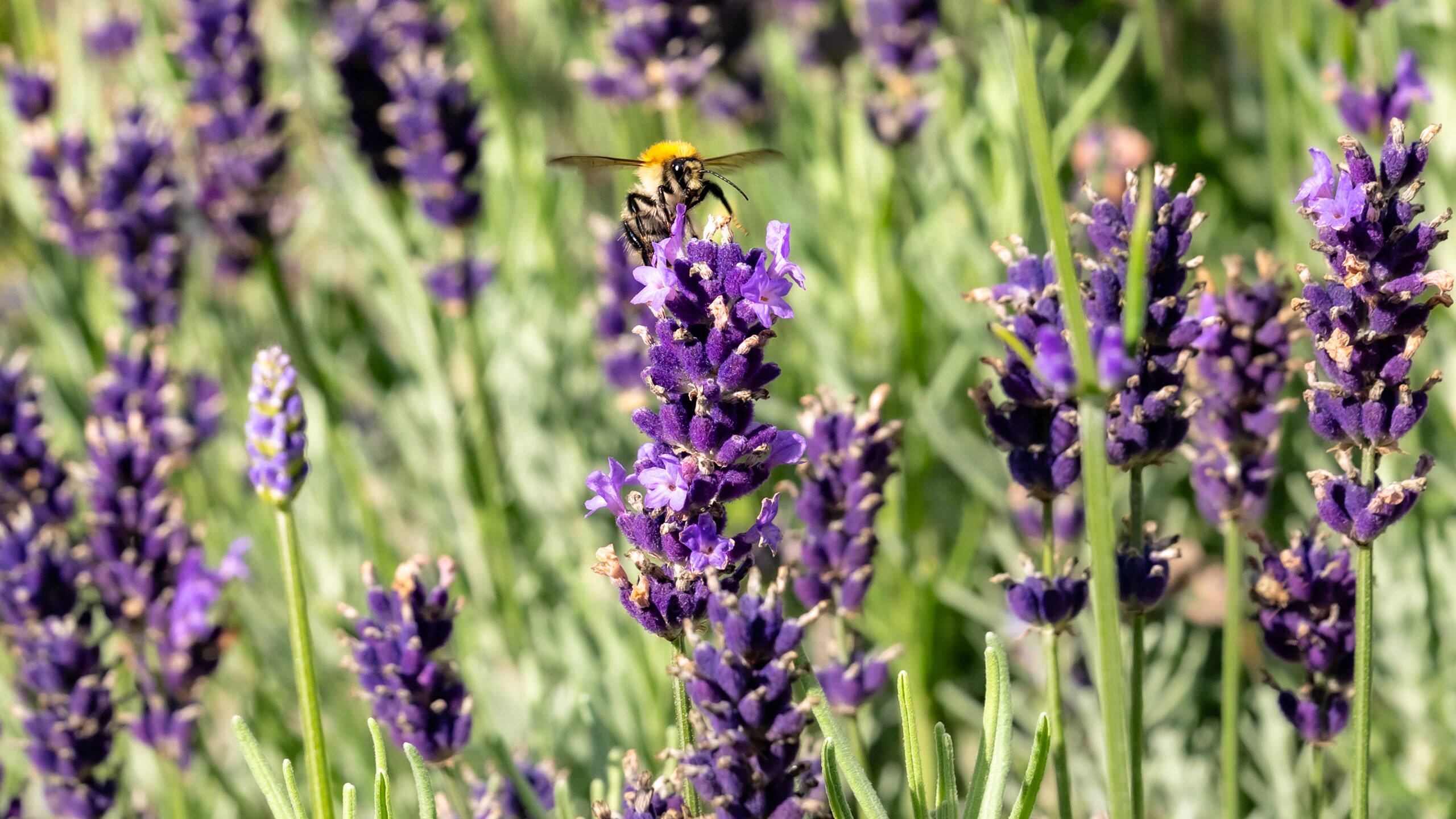 Rytz Gartenbau Kriechenwil Rytz Gartenbau Kriechenwil